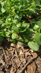 Stellaria media