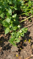 Stellaria media