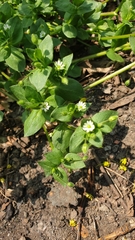 Stellaria media