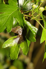 Monilinia johnsonii