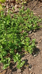 Stellaria media