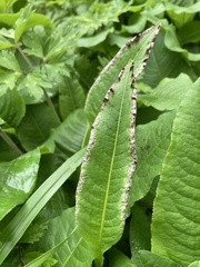 Microbotryum marginale