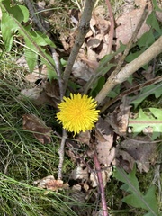 Taraxacum officinale