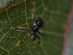 Myrmarachne japonica