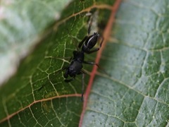 Myrmarachne japonica
