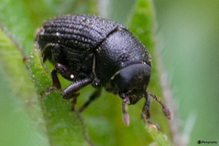 Hylesinus crenatus