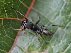 Myrmarachne japonica