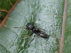 Myrmarachne japonica