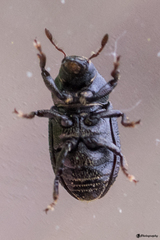 Hylesinus crenatus