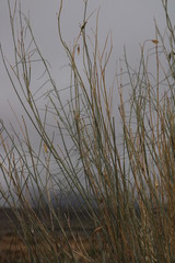 Gomphocarpus filiformis