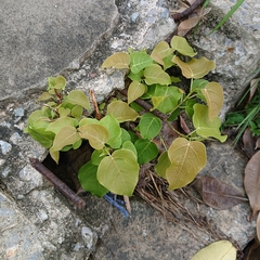 Ficus rumphii