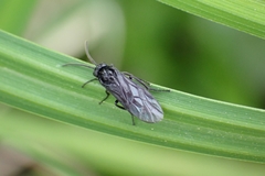 Phymatocera