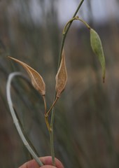 Gomphocarpus filiformis