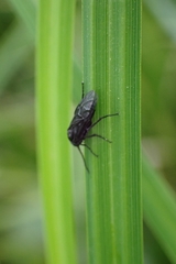 Phymatocera