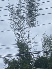 Phyllostachys edulis