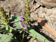 Prunella grandiflora