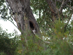 Eucalyptus marginata marginata