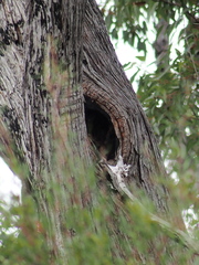 Eucalyptus marginata marginata