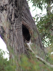 Eucalyptus marginata marginata