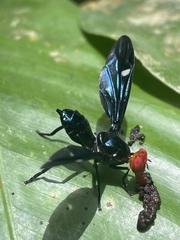 Clitodoca fenestralis