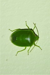 Glaucias amyoti