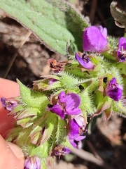 Prunella grandiflora