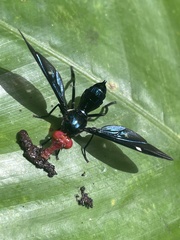 Clitodoca fenestralis