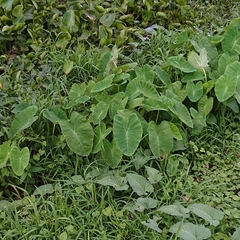Colocasia esculenta