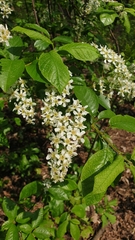 Prunus padus