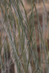 Gomphocarpus filiformis