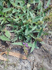 Prunella grandiflora