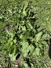 Rumex obtusifolius
