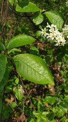 Prunus padus