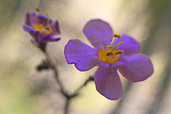 Chaenostoma denudatum