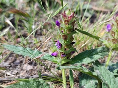 Prunella grandiflora