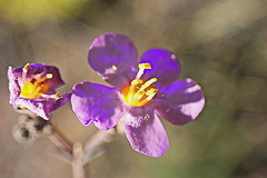 Chaenostoma denudatum