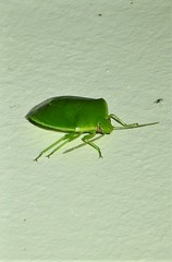 Glaucias amyoti