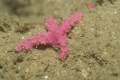Chironephthya