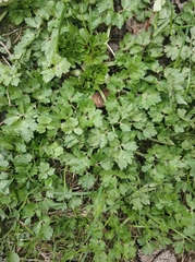 Ranunculus repens