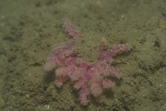 Chironephthya