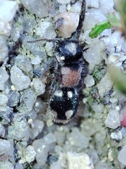 Ronisia barbarula