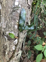 Microgramma lycopodioides