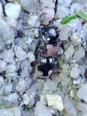 Ronisia barbarula