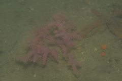 Chironephthya