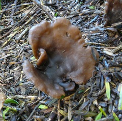 Lyophyllum hebelomoides