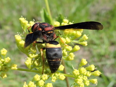 Euodynerus crypticus