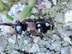 Ronisia barbarula