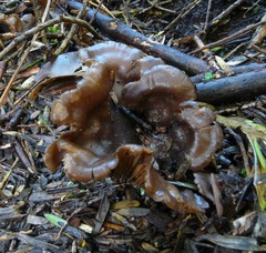 Lyophyllum hebelomoides