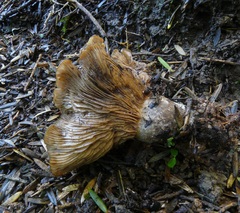 Lyophyllum hebelomoides