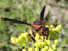 Euodynerus crypticus